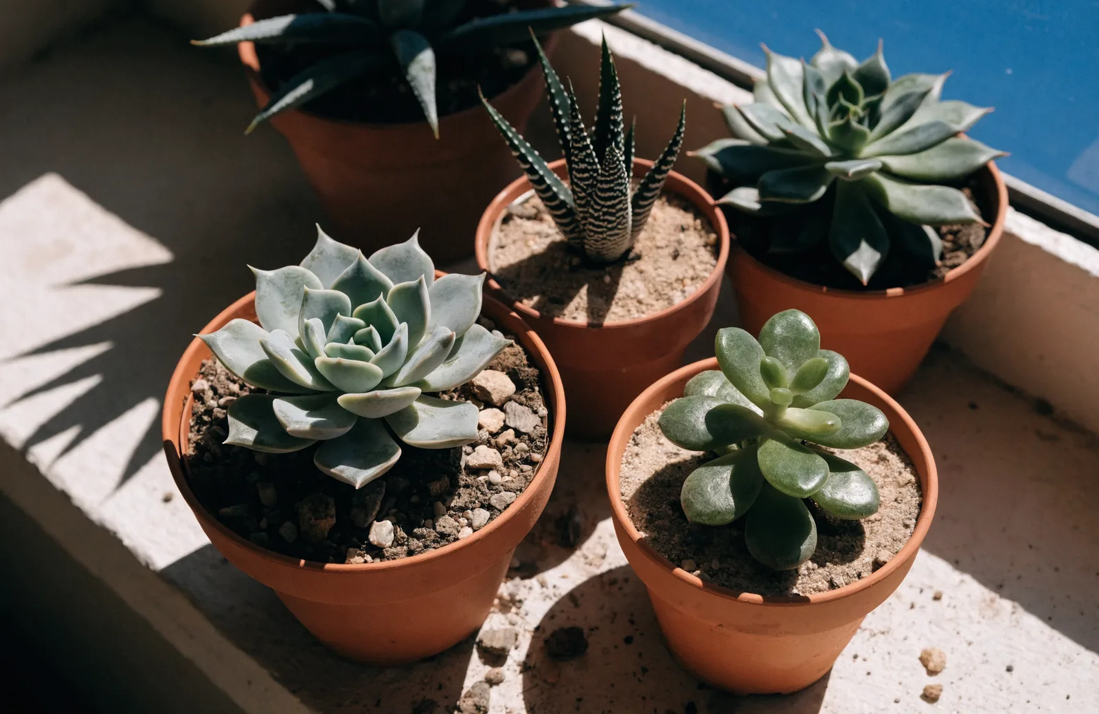 Echeveria, haworthia and jade plant in terracotta pots on a sunny windowsill