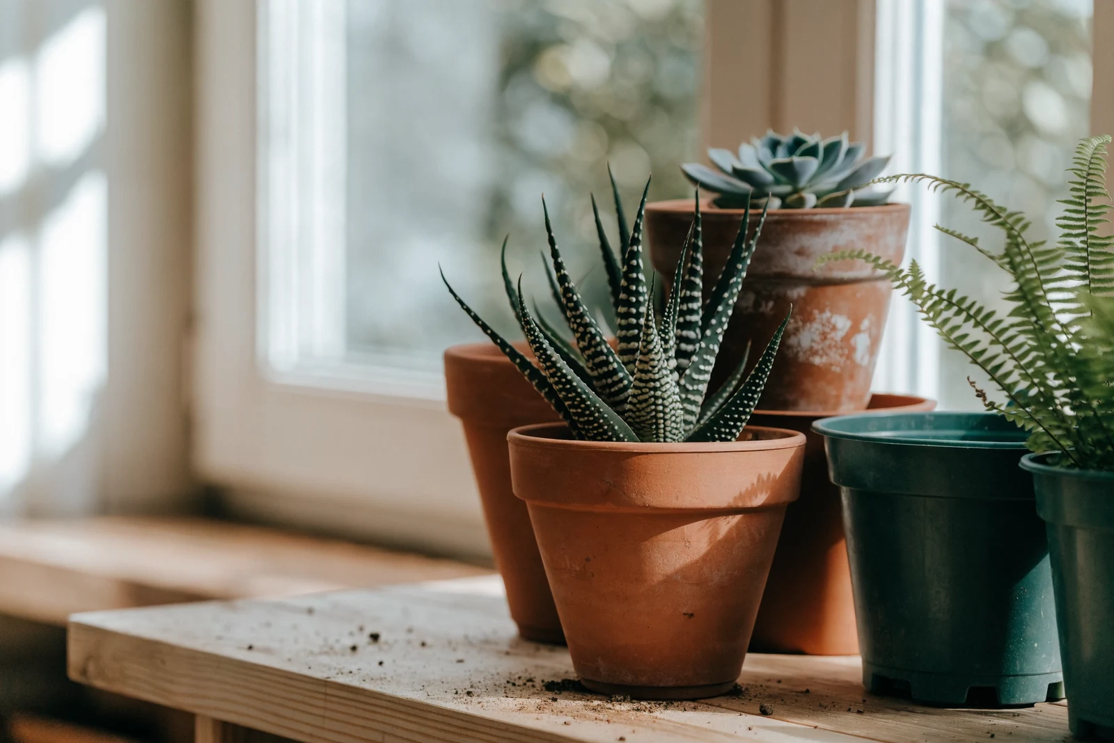 Unglazed terracotta pots with a zebra haworthia and an echeveria beside dark green plastic nursery pots with a Boston fern, on a sunlit wooden potting bench