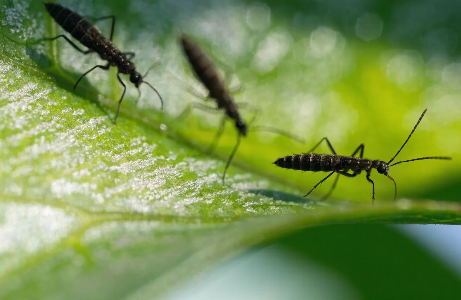 Silvery thrips damage stippling on a green houseplant leaf