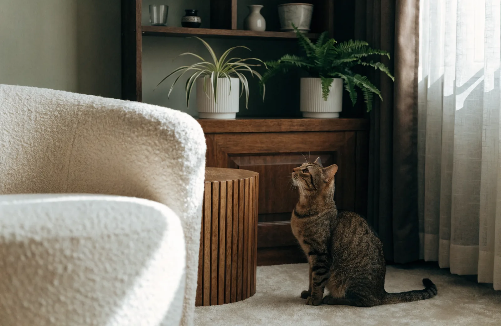 Tabby cat at a safe distance from pet-safe houseplants placed out of reach