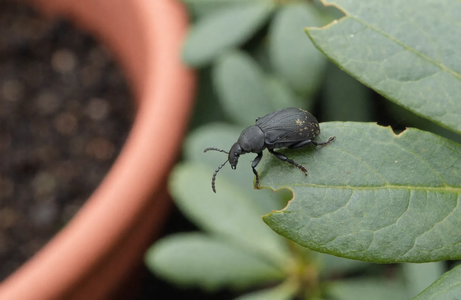 Adult black vine weevil on the edge of a rhododendron leaf with notched margins, next to a terracotta pot of compost