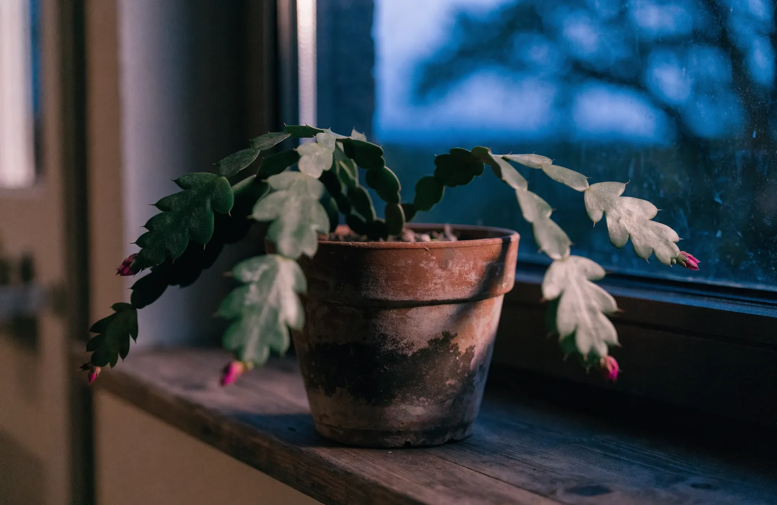 Christmas cactus with segmented stems and small pink buds forming at the tips, in a terracotta pot on a windowsill at dusk