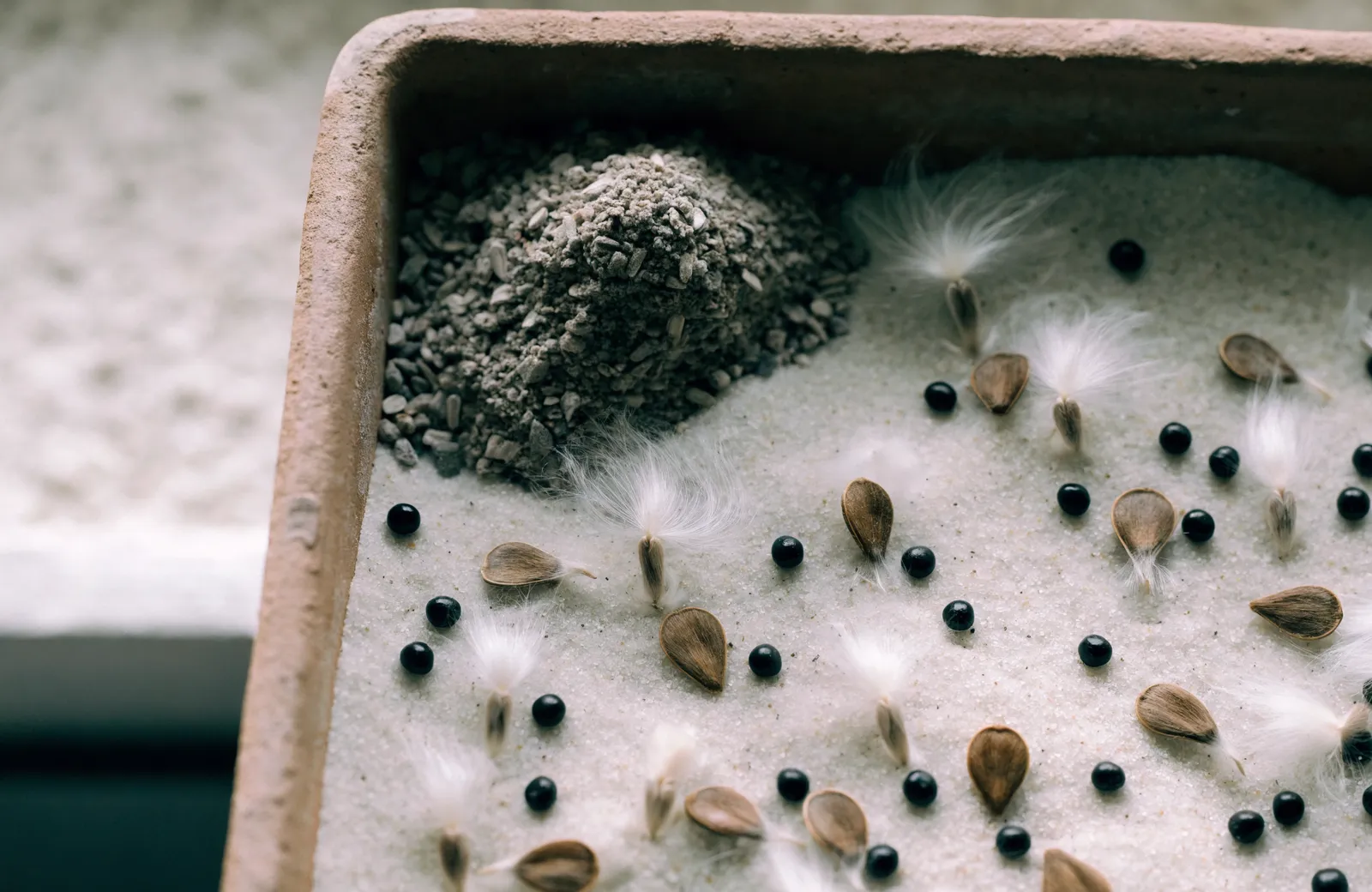 Assorted dried seeds — flat brown seeds, tufts of silky seed floss and round black seeds — scattered on pale sand with a small pile of grit in a terracotta seed tray