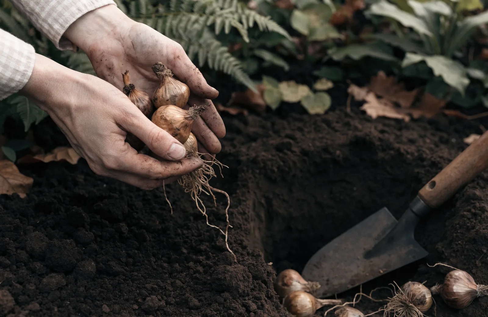 Hands holding papery allium bulbs over dark autumn soil beside a trowel and planting hole
