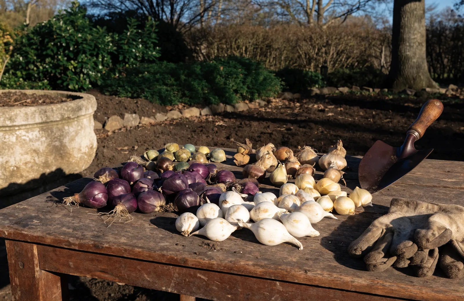 Assorted spring bulbs sorted on a garden table with trowel and gloves