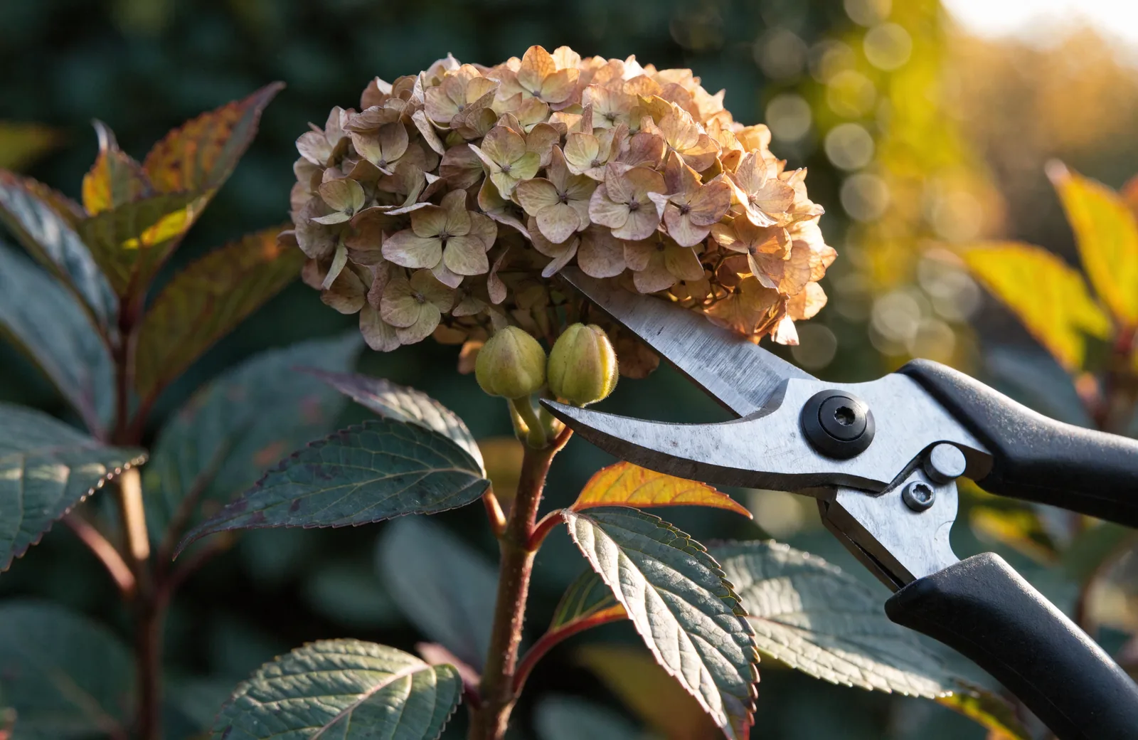 Hydrangea shrub with blue blooms and pruning shears nearby
