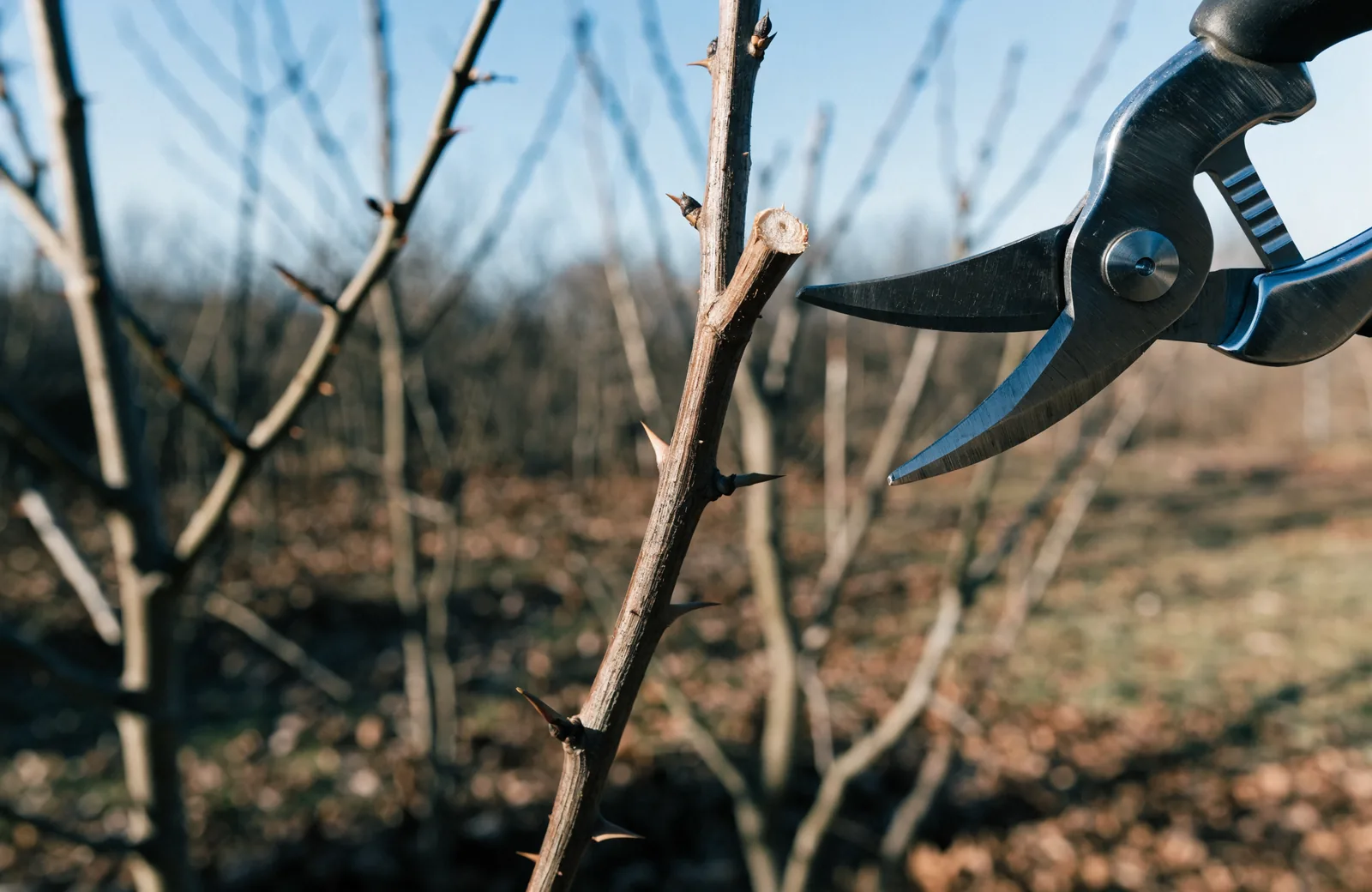 Gardener pruning a rose bush stem with secateurs