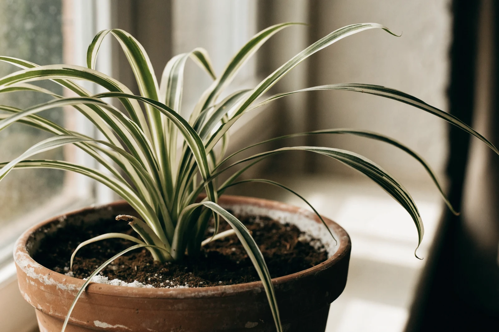 White mineral salt crust on the potting soil surface and terracotta rim of a spider plant on a windowsill