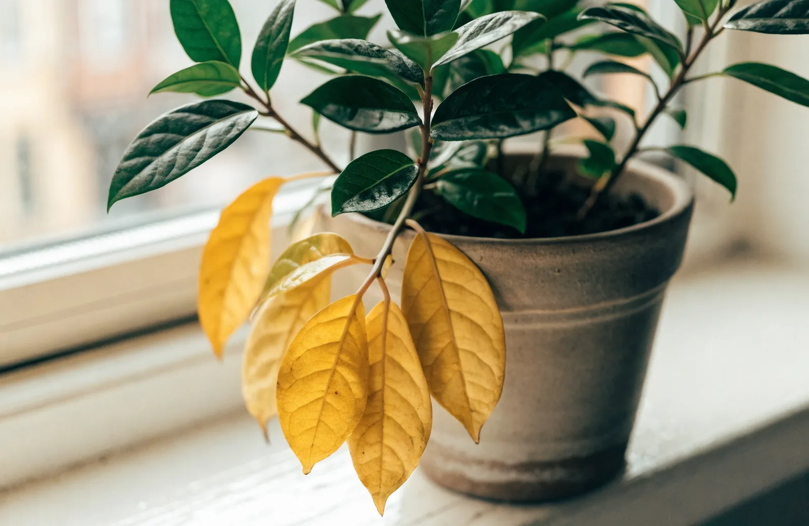 Houseplant with yellowing lower leaves among healthy green growth on a windowsill