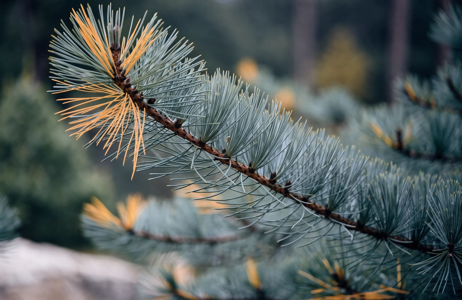 Pine branch with blue-green needles and a cluster of golden-yellow needles near its tip against a softly focused woodland background