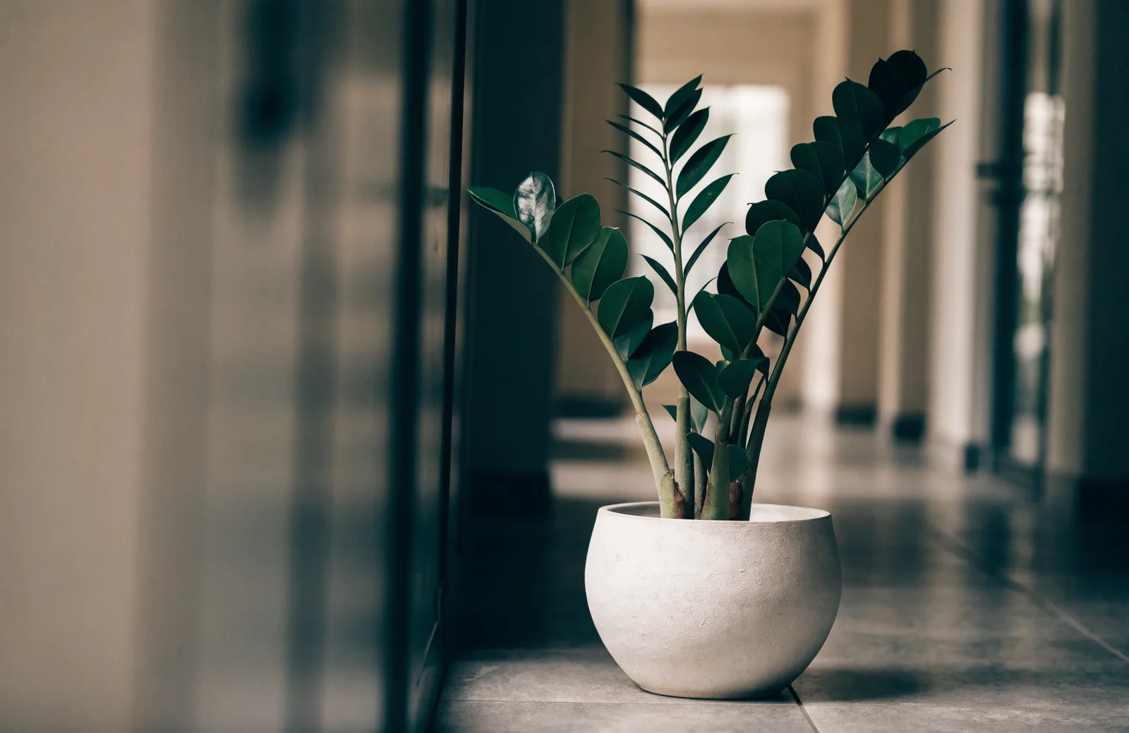 ZZ plant with glossy pinnate leaves in a ceramic pot in a dim hallway