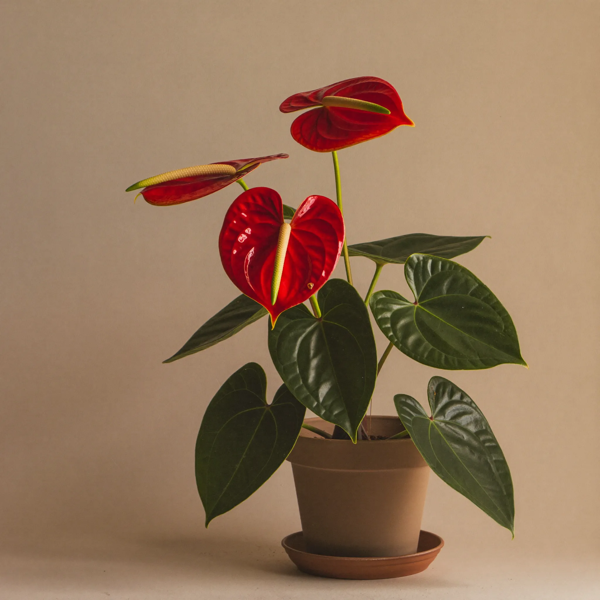 Anthurium (Anthurium andraeanum) in a pot