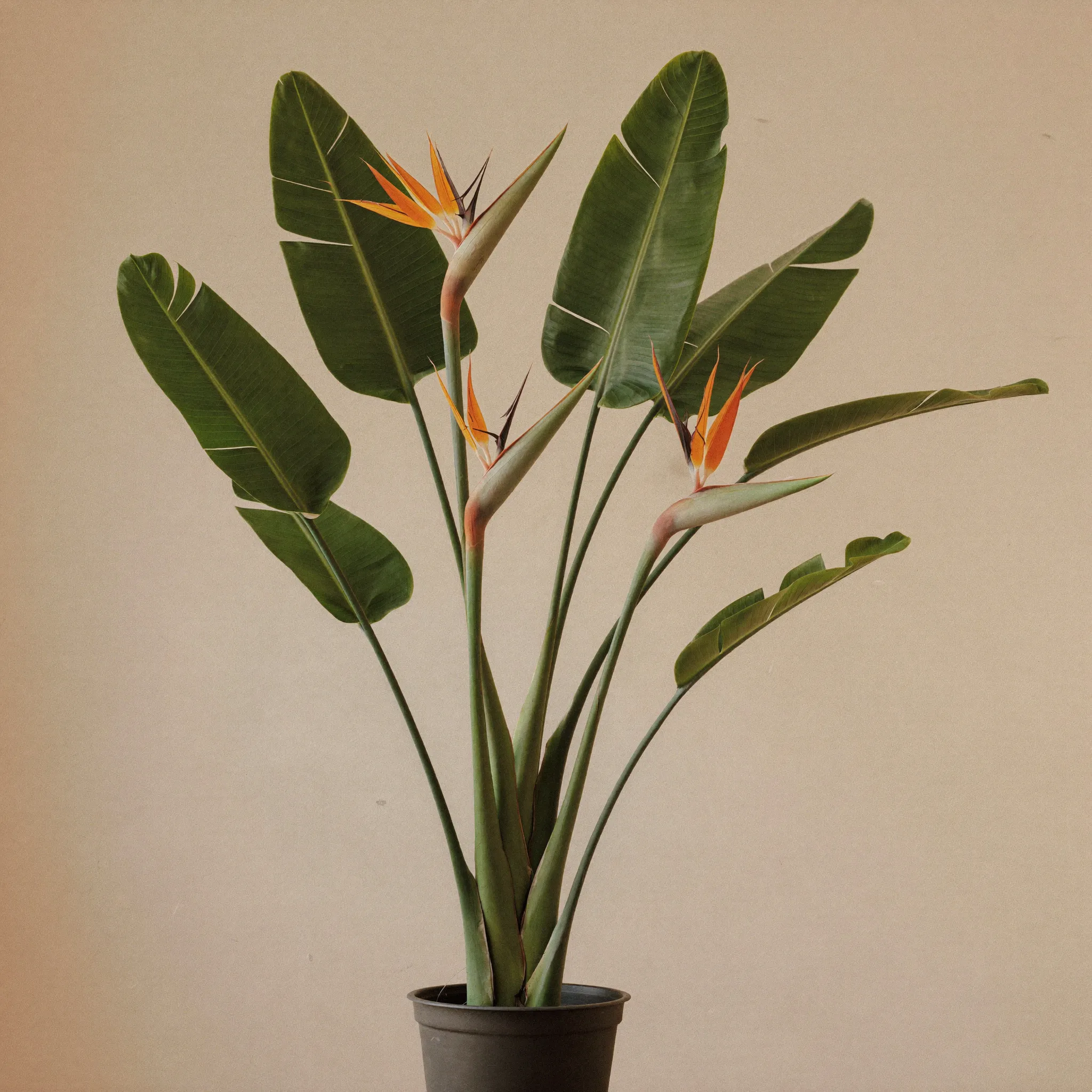 Bird of Paradise (Strelitzia nicolai) in a pot