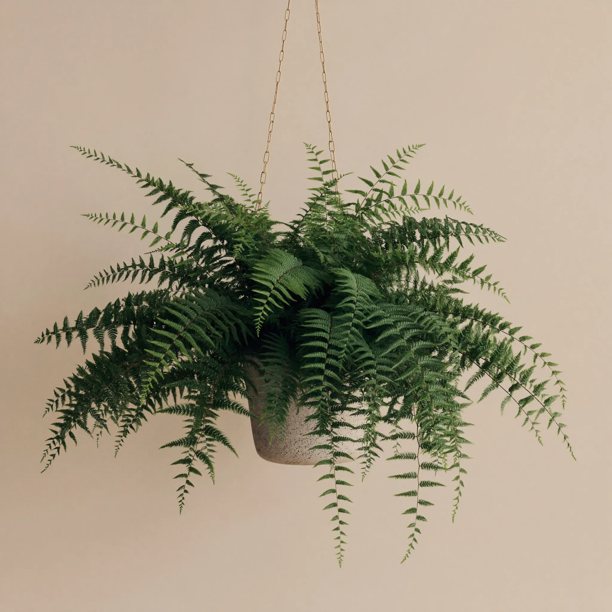 Boston Fern (Nephrolepis exaltata) in a pot
