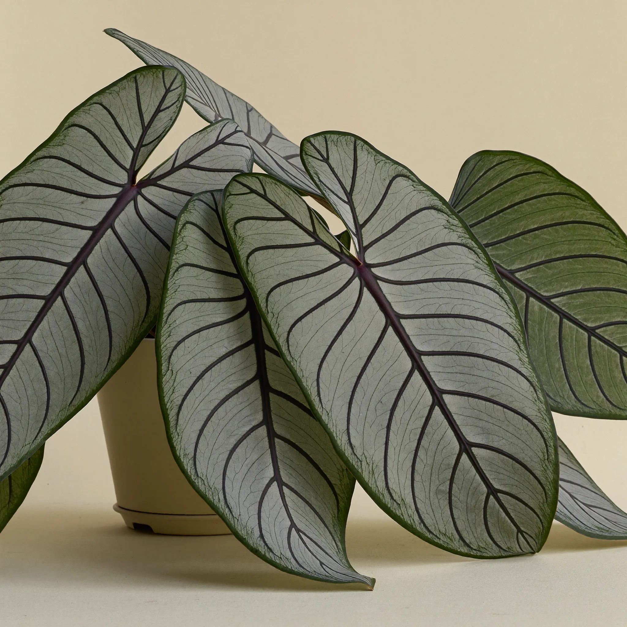 Calathea (Calathea (Goeppertia) spp.) in a pot
