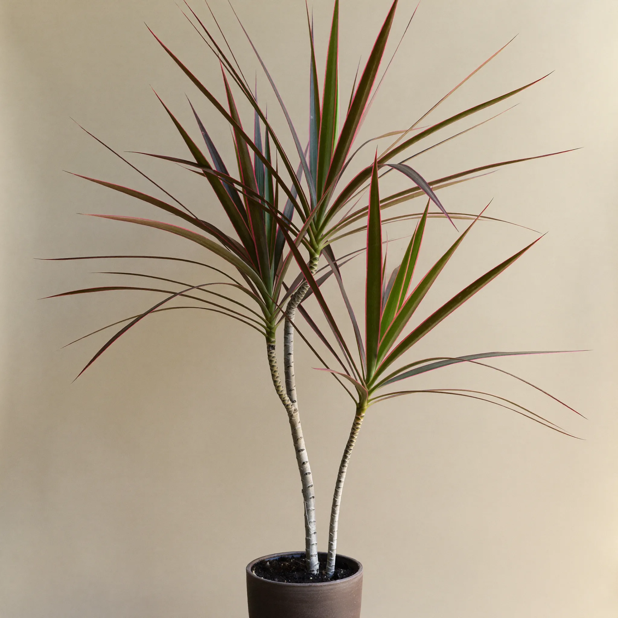 Dragon Tree (Dracaena marginata) in a pot