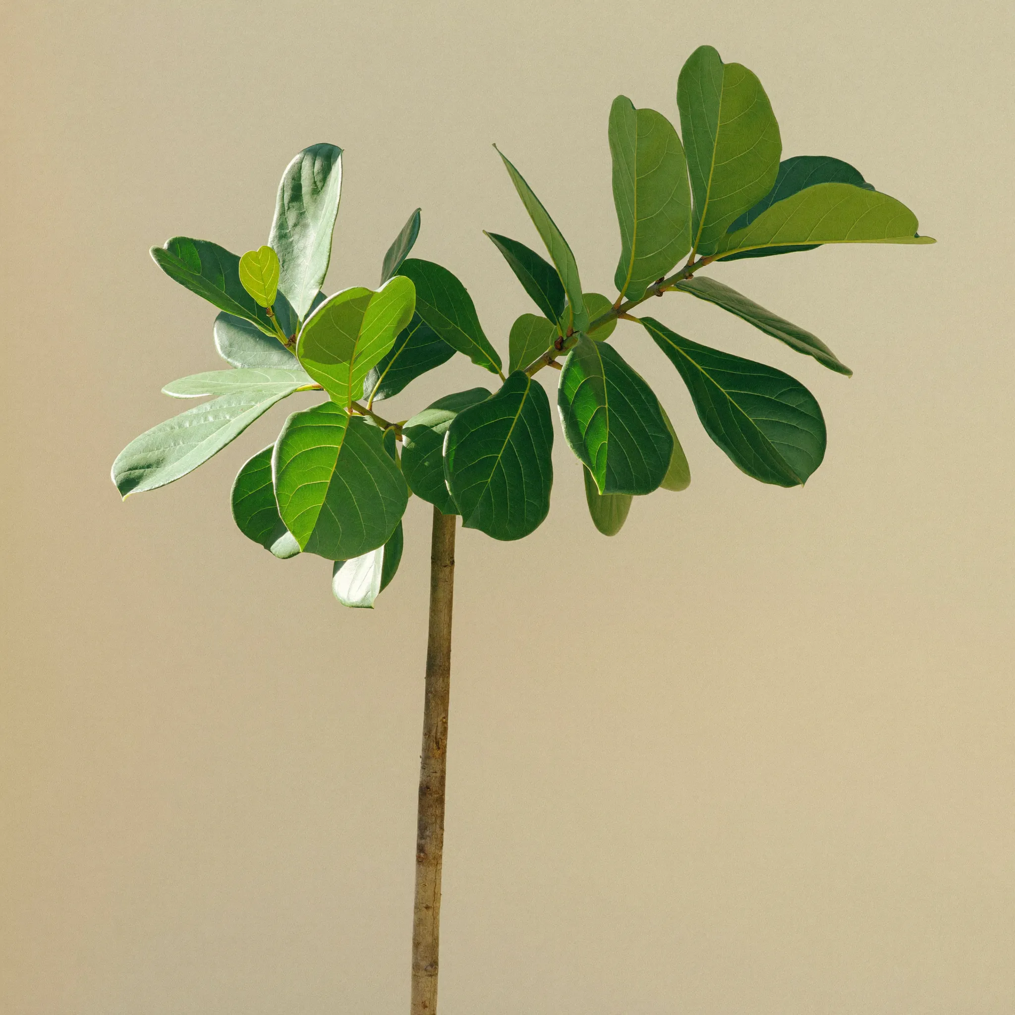 Fiddle Leaf Fig (Ficus lyrata) in a pot