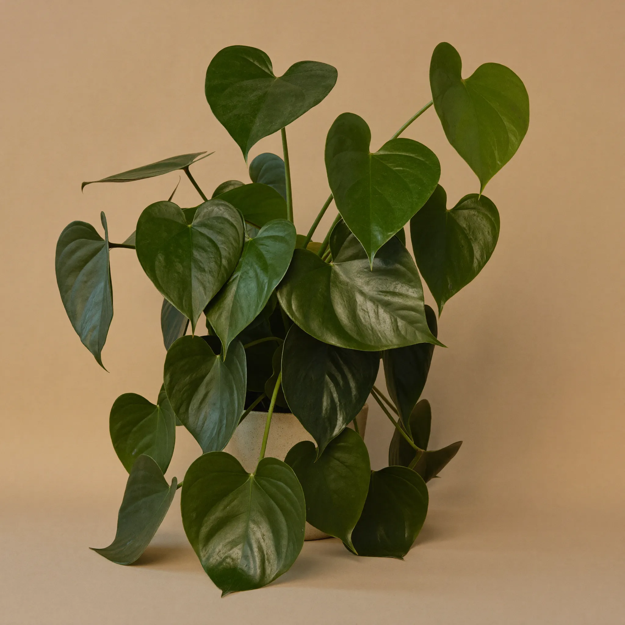 Heartleaf Philodendron (Philodendron hederaceum) in a pot