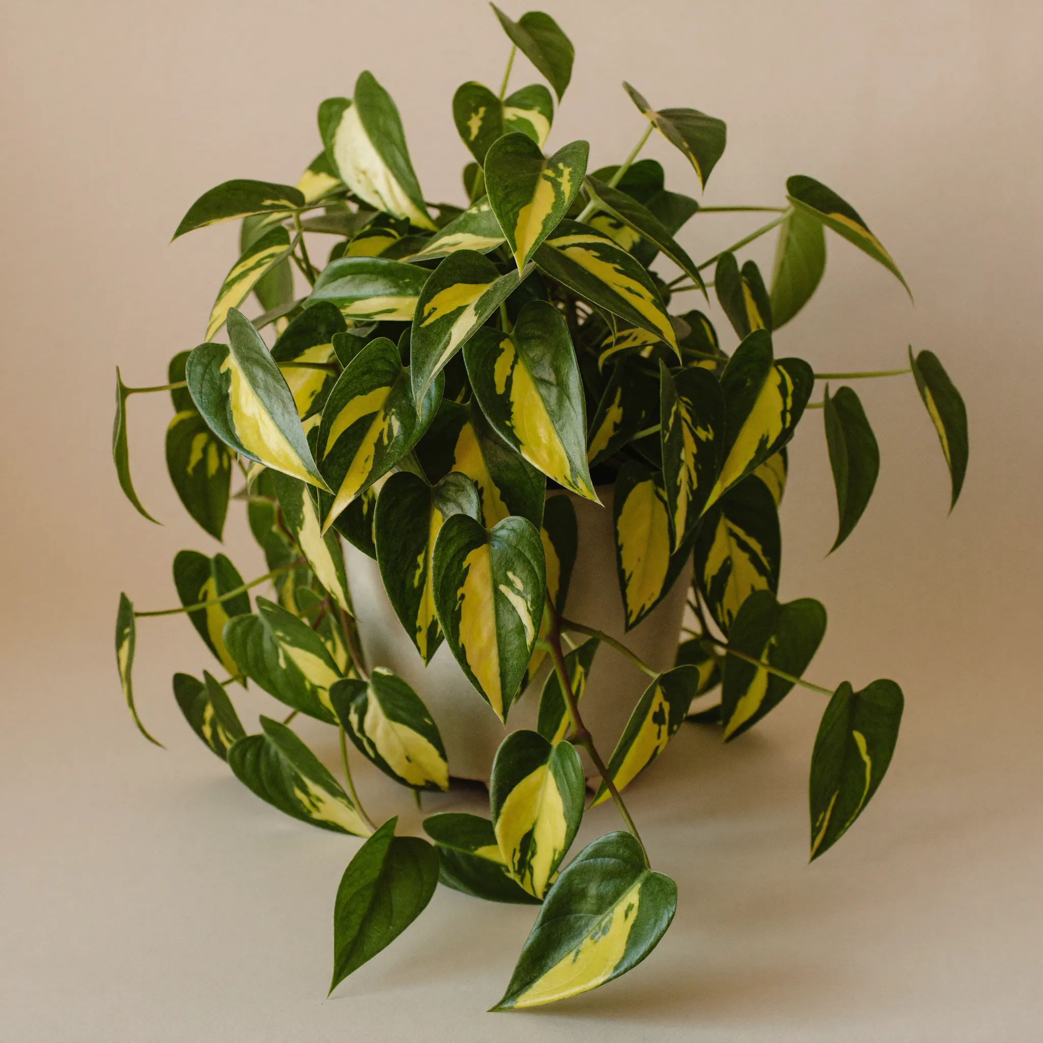Pothos (Epipremnum aureum) in a pot