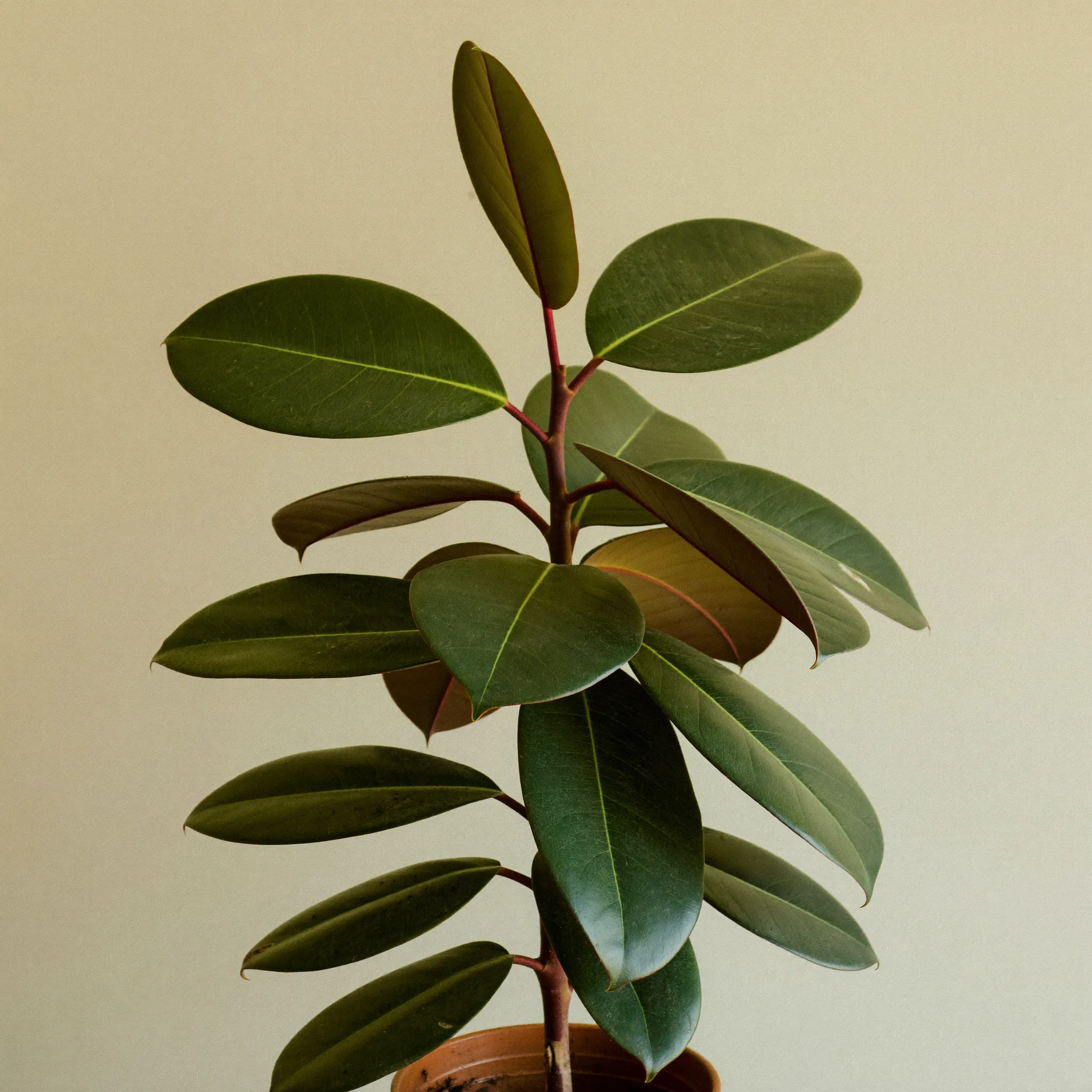 Rubber Plant (Ficus elastica) in a pot