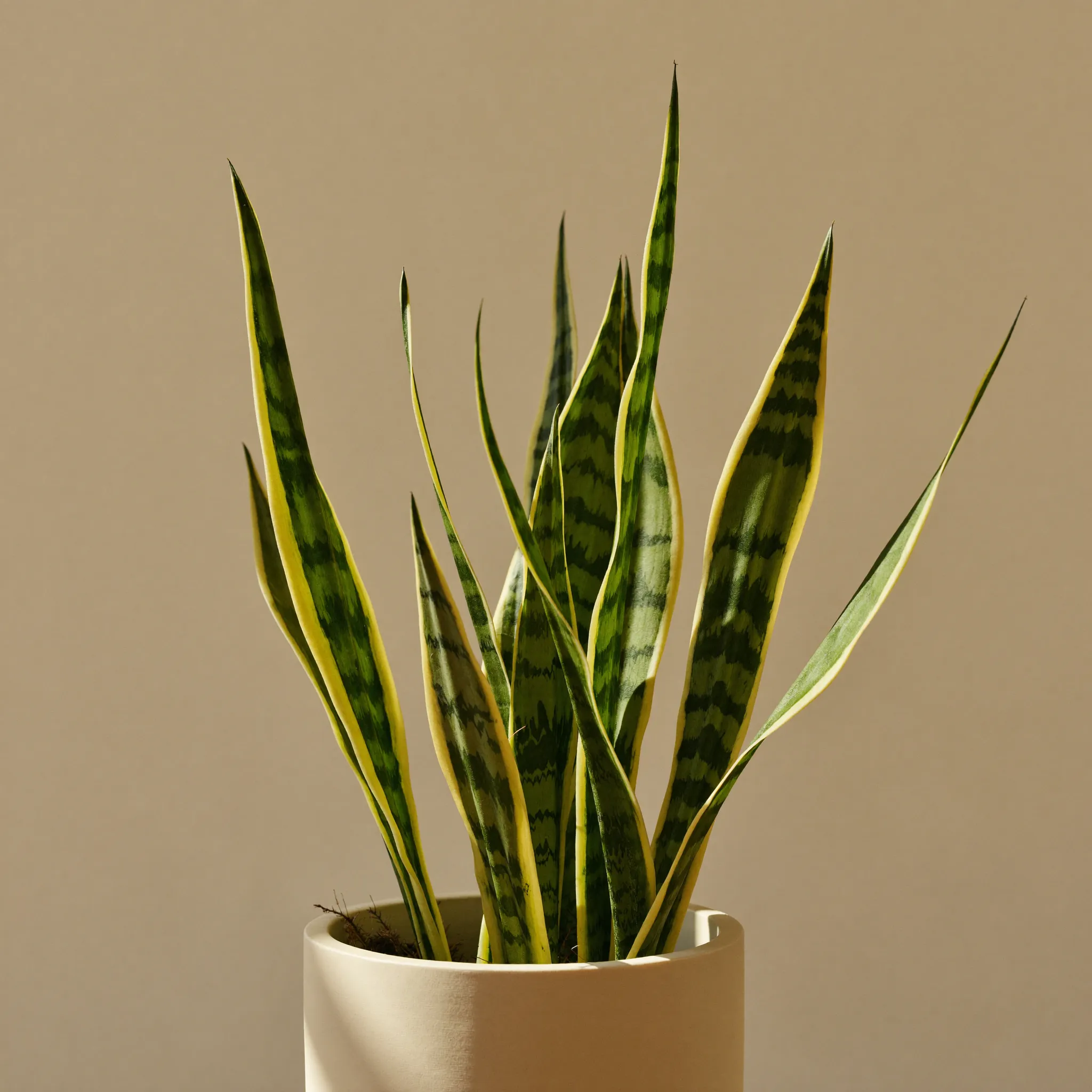 Snake Plant (Dracaena trifasciata) in a pot