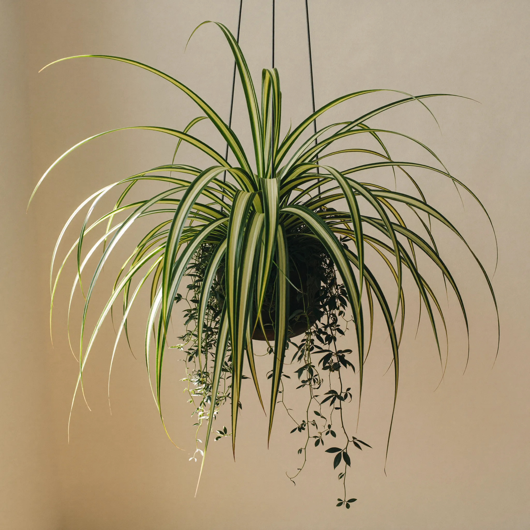Spider Plant (Chlorophytum comosum) in a pot