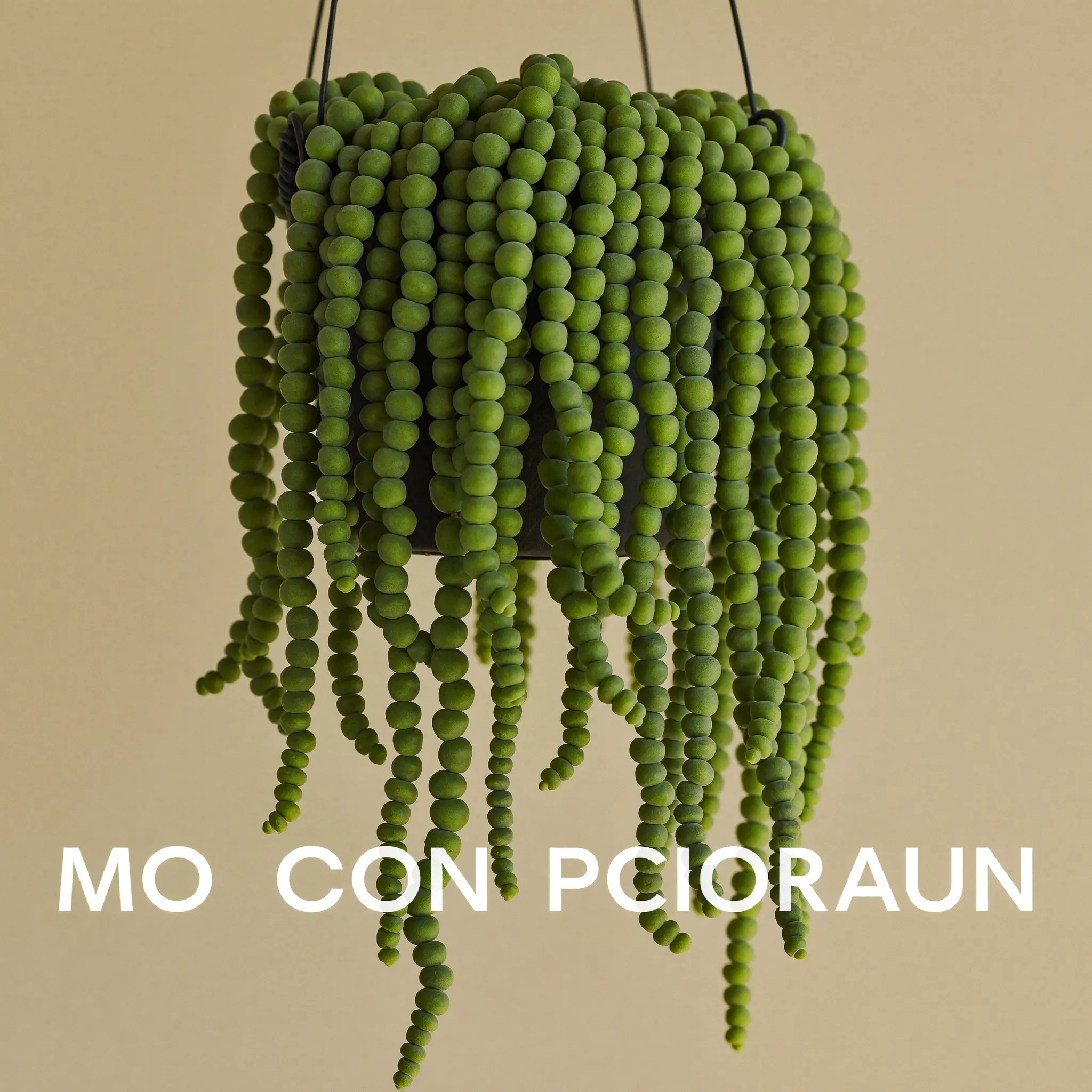 String of Pearls (Curio rowleyanus) in a pot