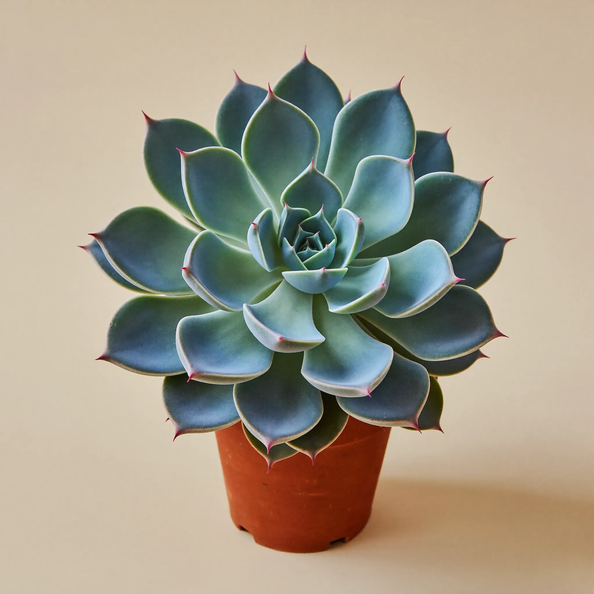 Echeveria (Echeveria spp.) in a pot