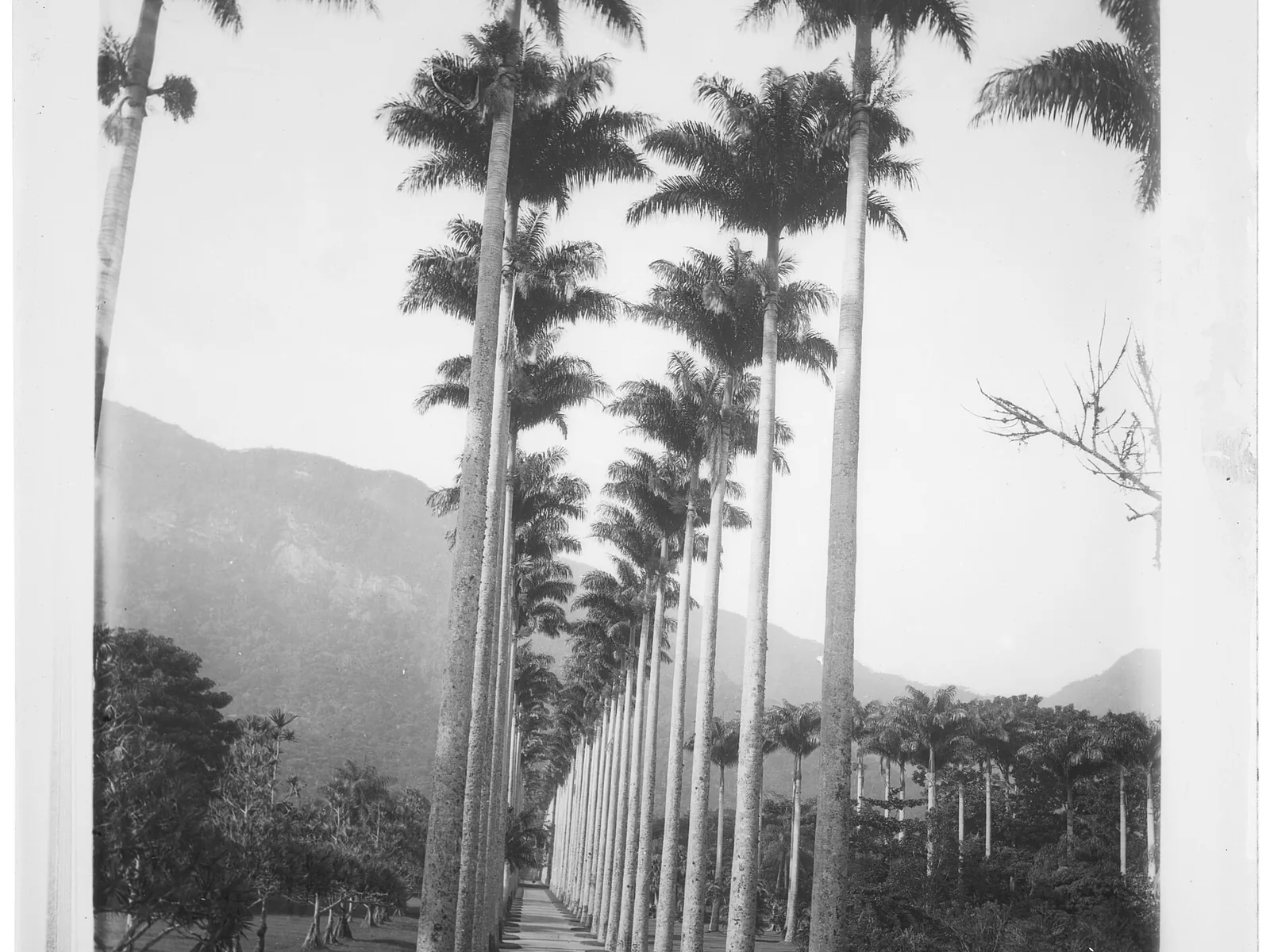 Alameda de Palmeiras — imperial palm avenue at Jardim Botânico, Rio de Janeiro