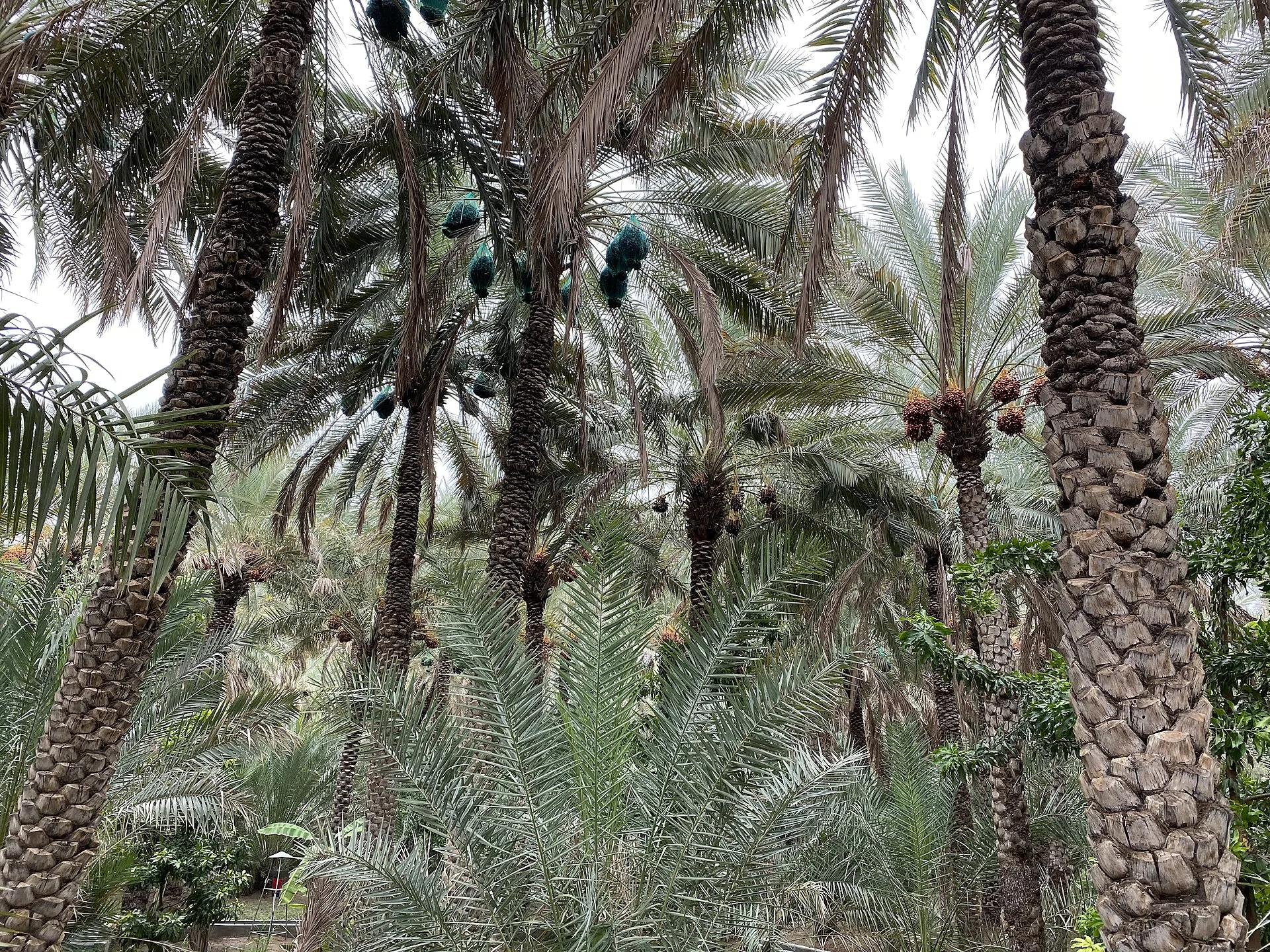 Date palm oasis at Al Ain, United Arab Emirates