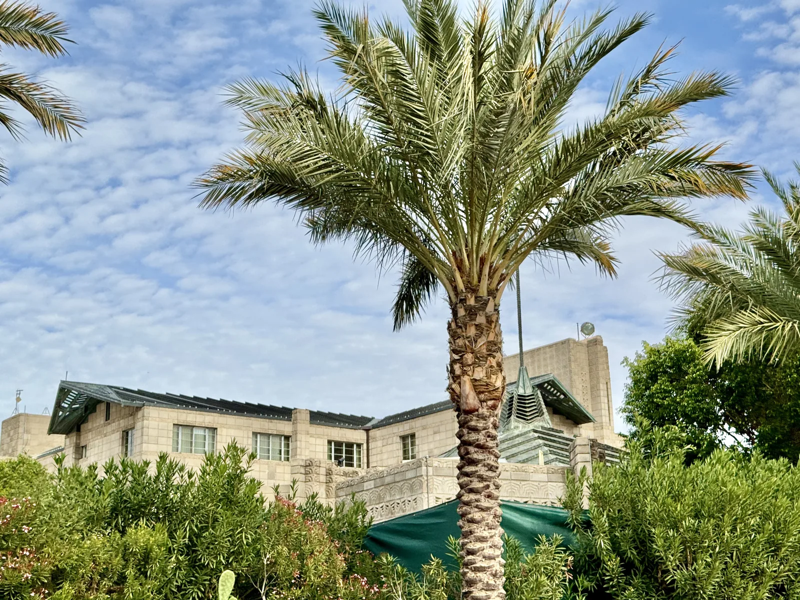 Date palm rising above lush oleander hedges in the gardens of the Arizona Biltmore Hotel, Phoenix