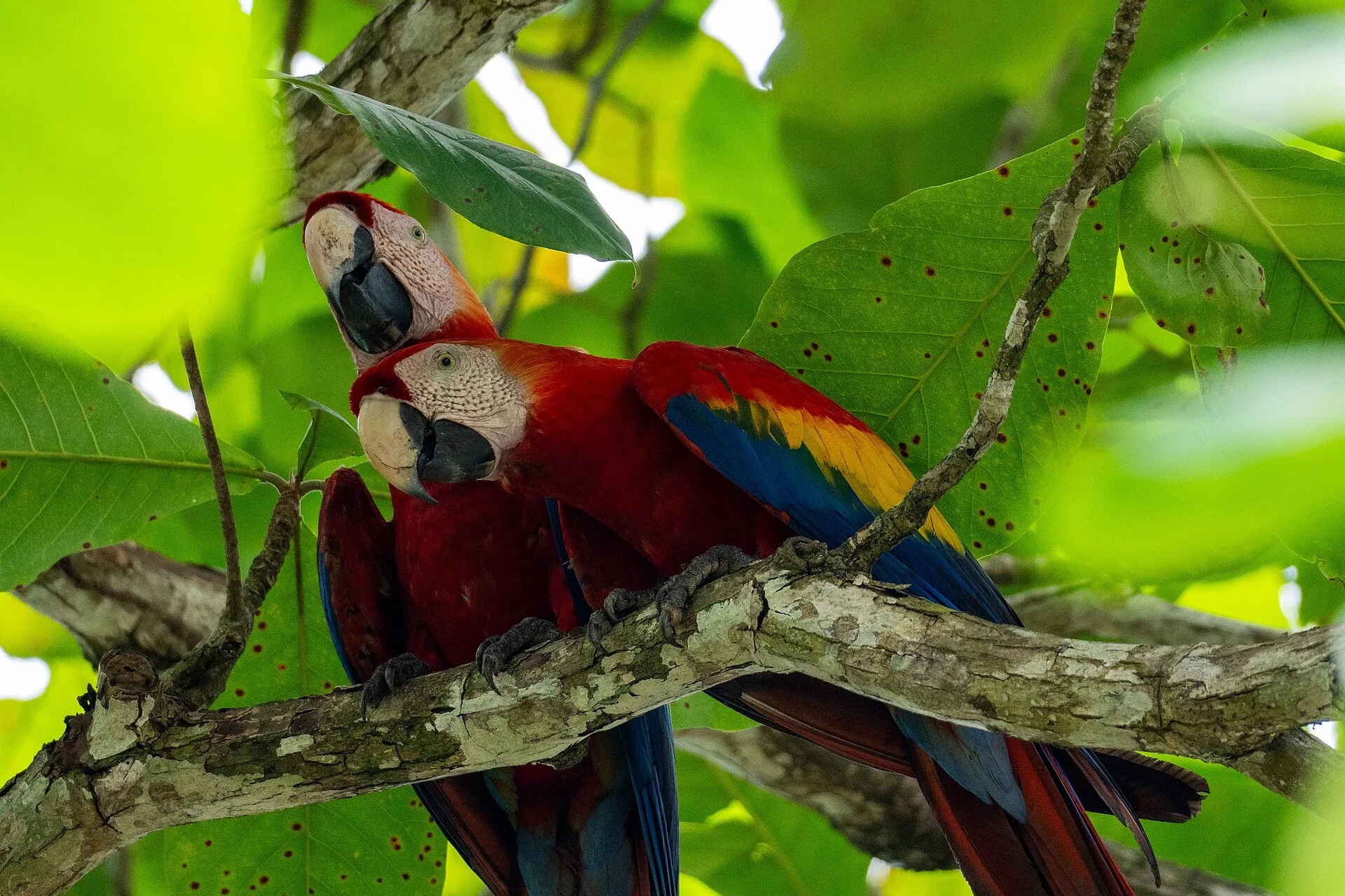 A pair of scarlet macaws perched together in tropical foliage