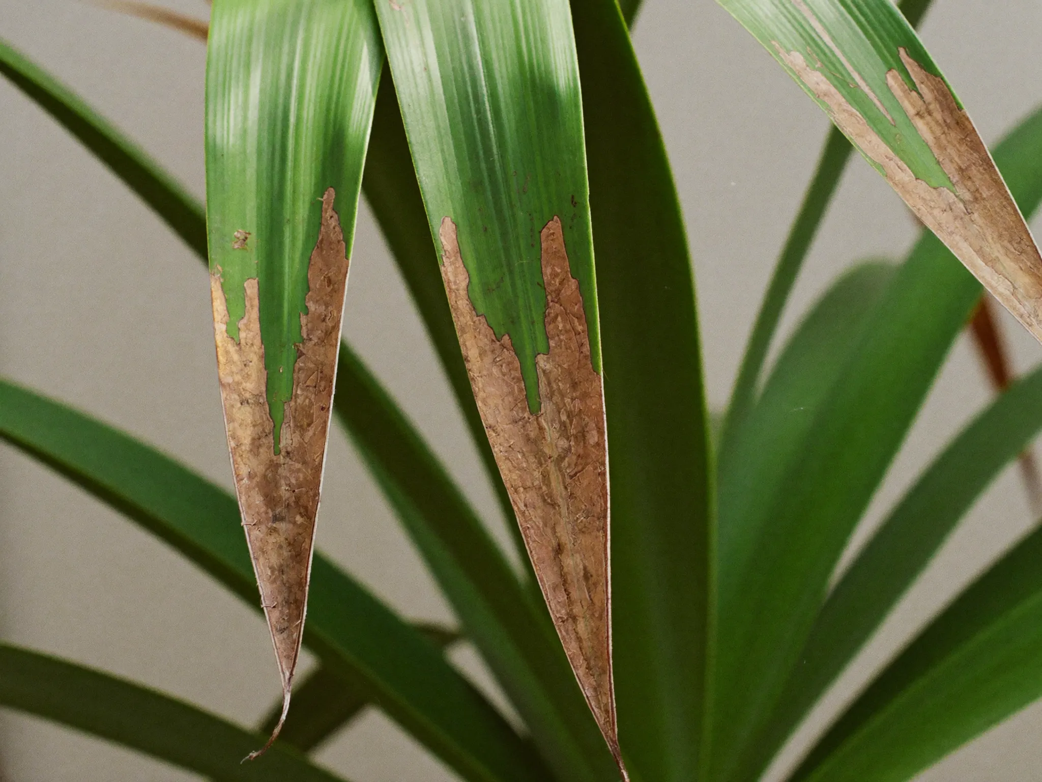 Dracaena leaf with crispy brown tips