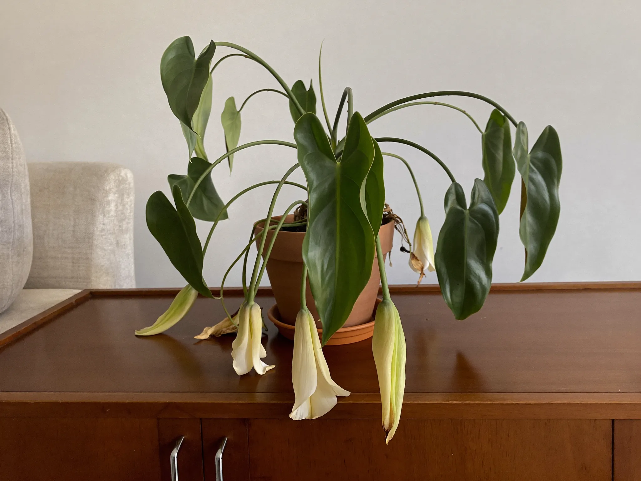 Dramatically drooping peace lily