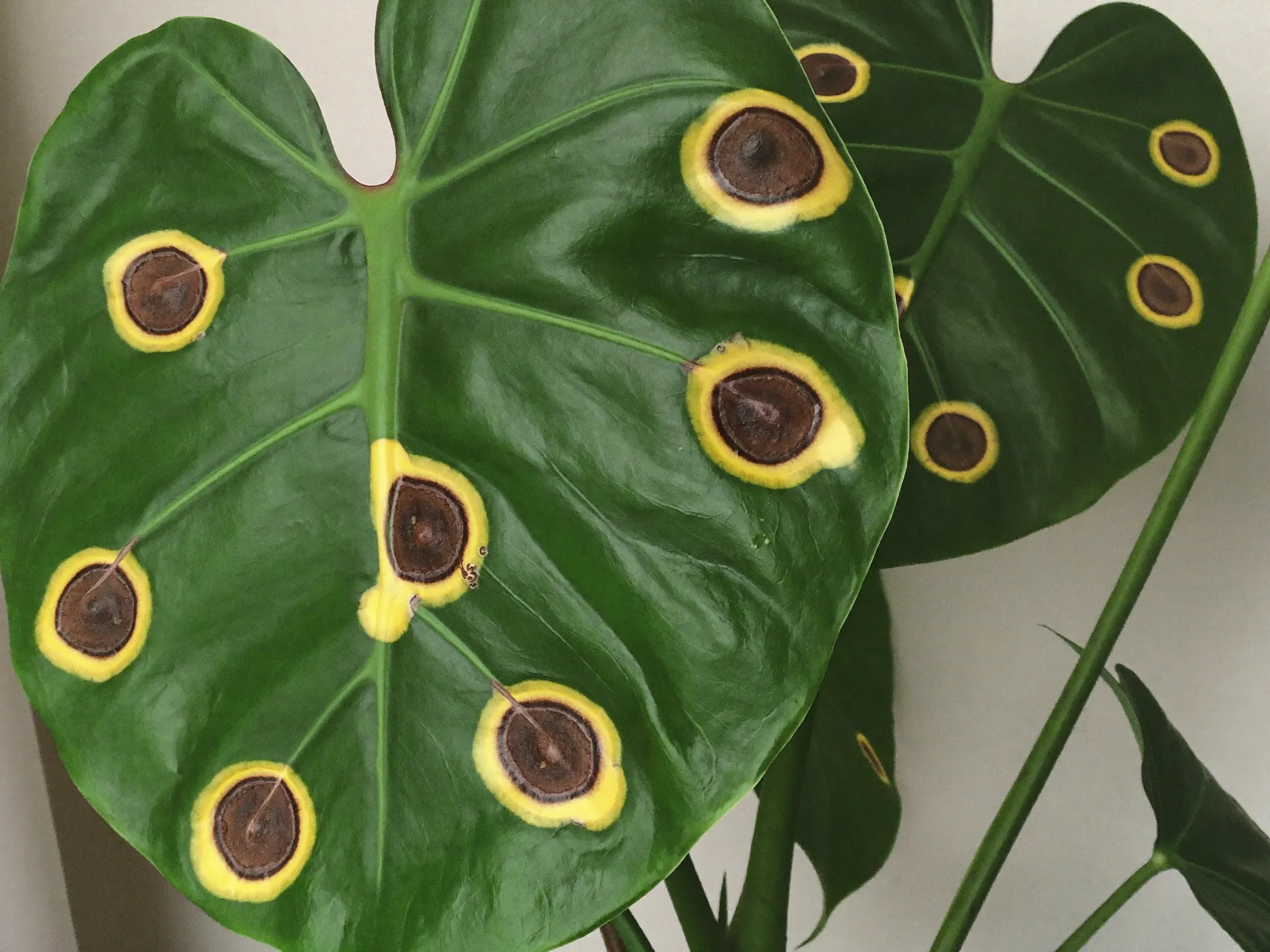 Leaf with brown fungal spots ringed by yellow halos