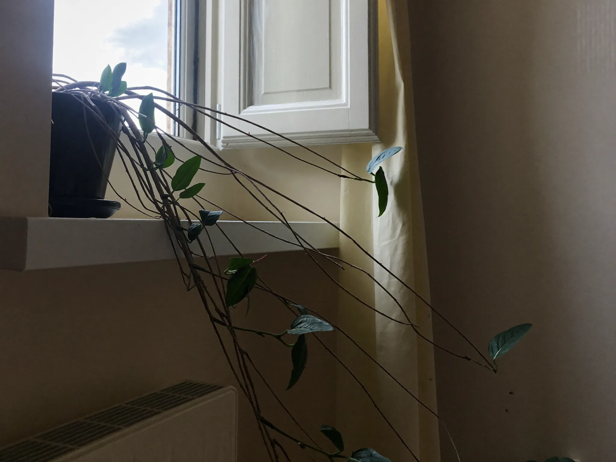 Leggy stretched pothos reaching toward a window