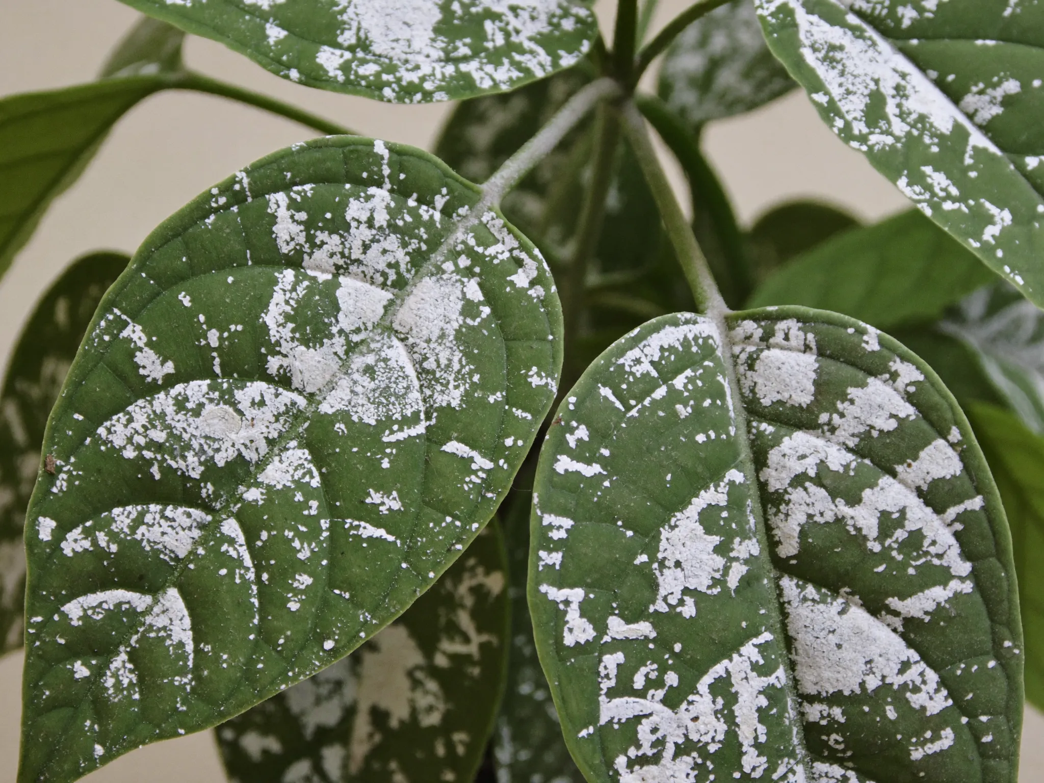 White powdery mildew patches on plant leaves