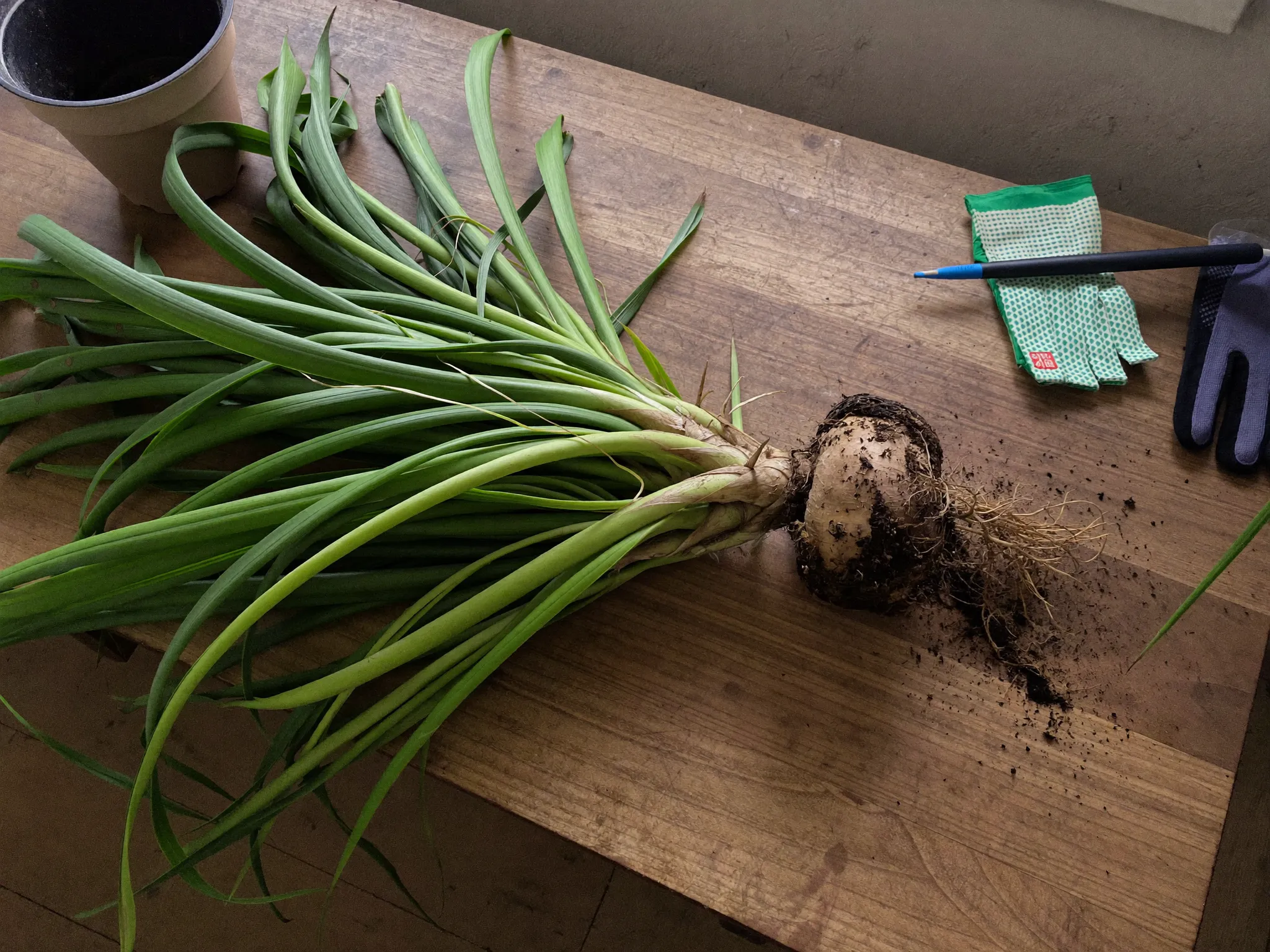 Unpotted root ball showing dark rotten roots