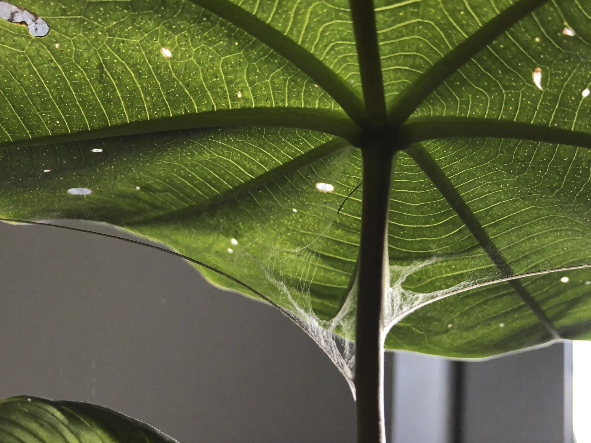 Fine spider-mite webbing on the underside of a leaf