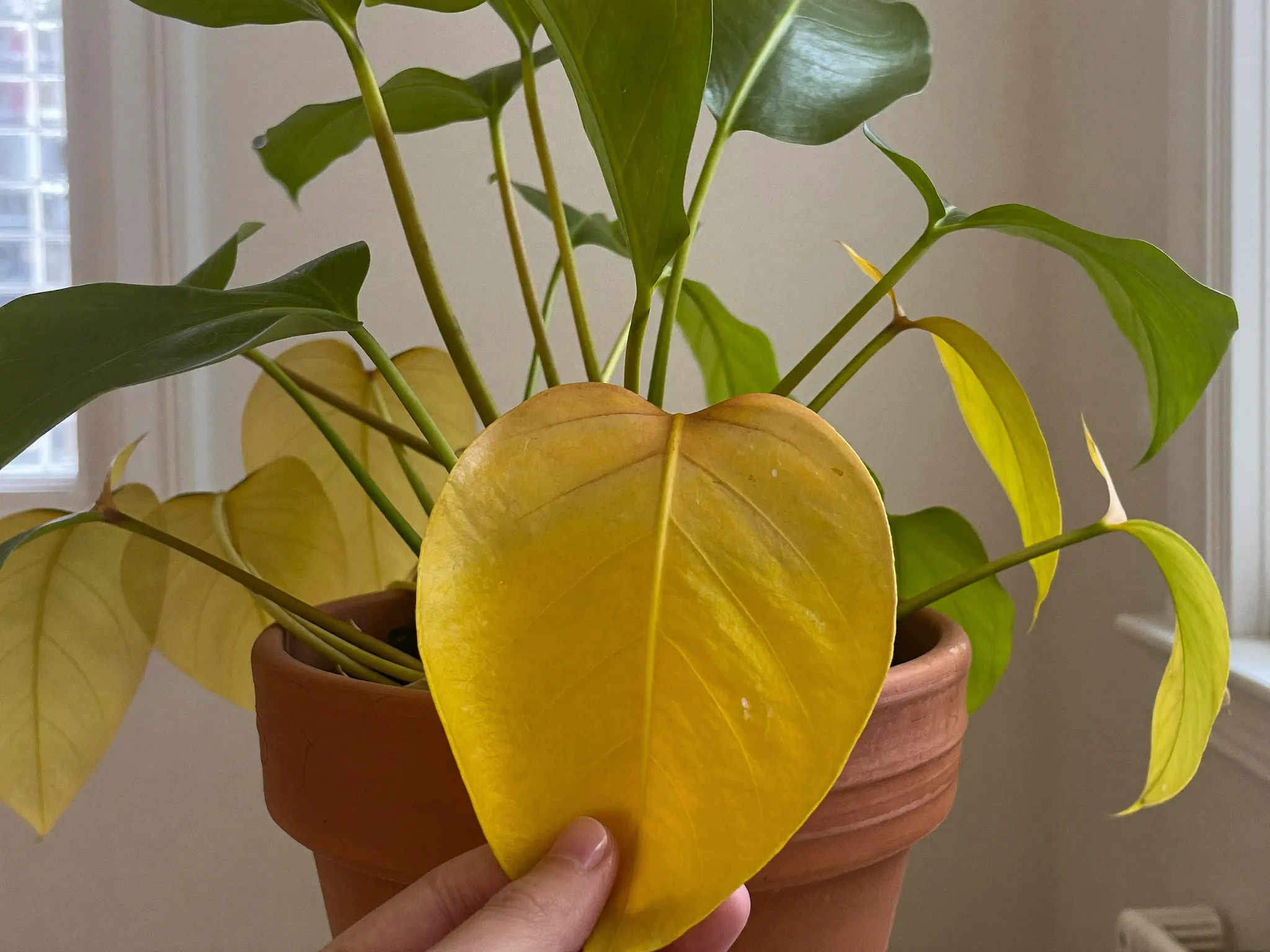 Yellowing pothos leaves held up by hand