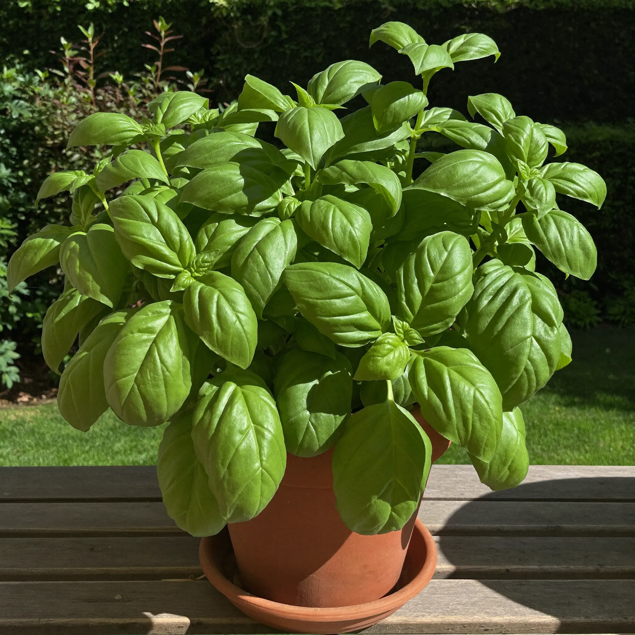 Basil growing in a garden