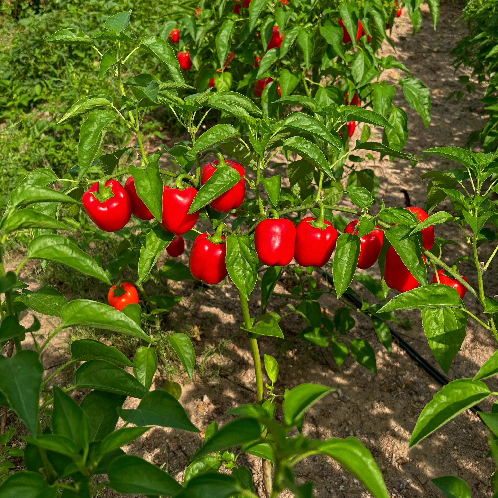 Bell Peppers growing in a garden
