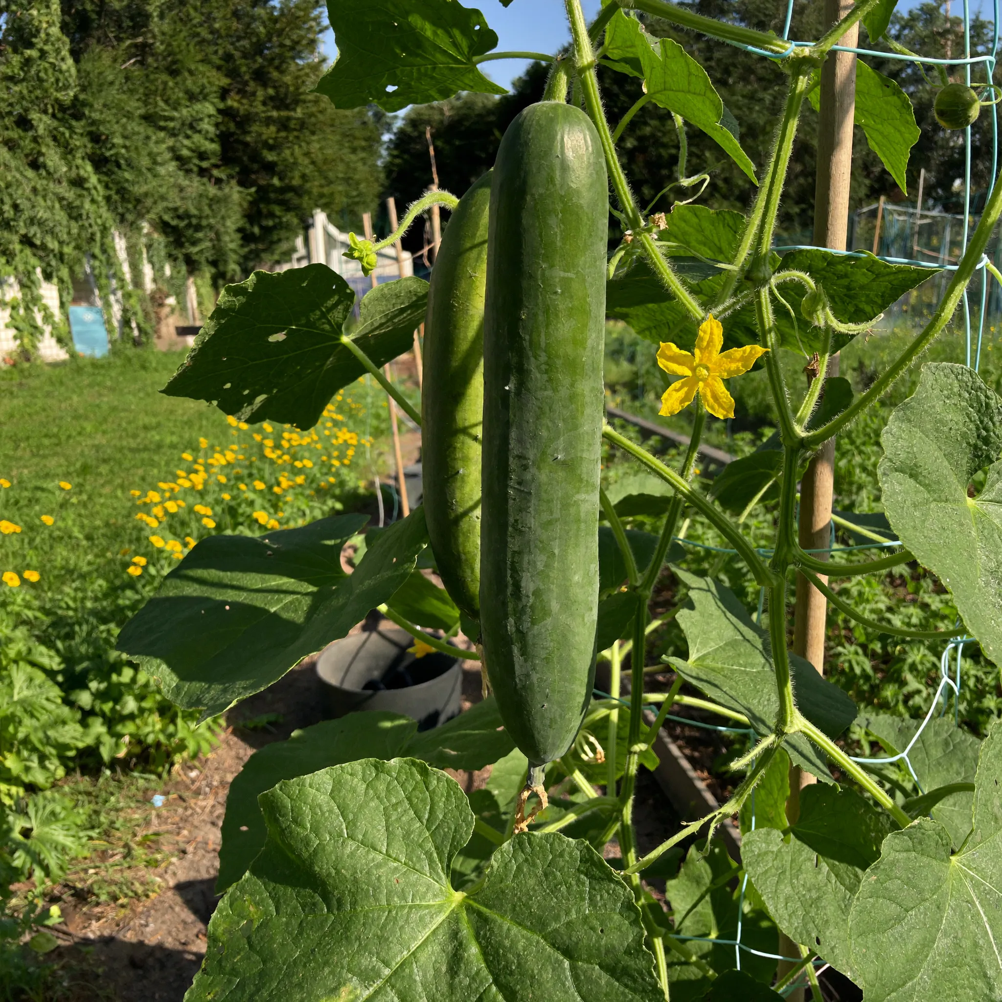 Cucumbers growing in a garden