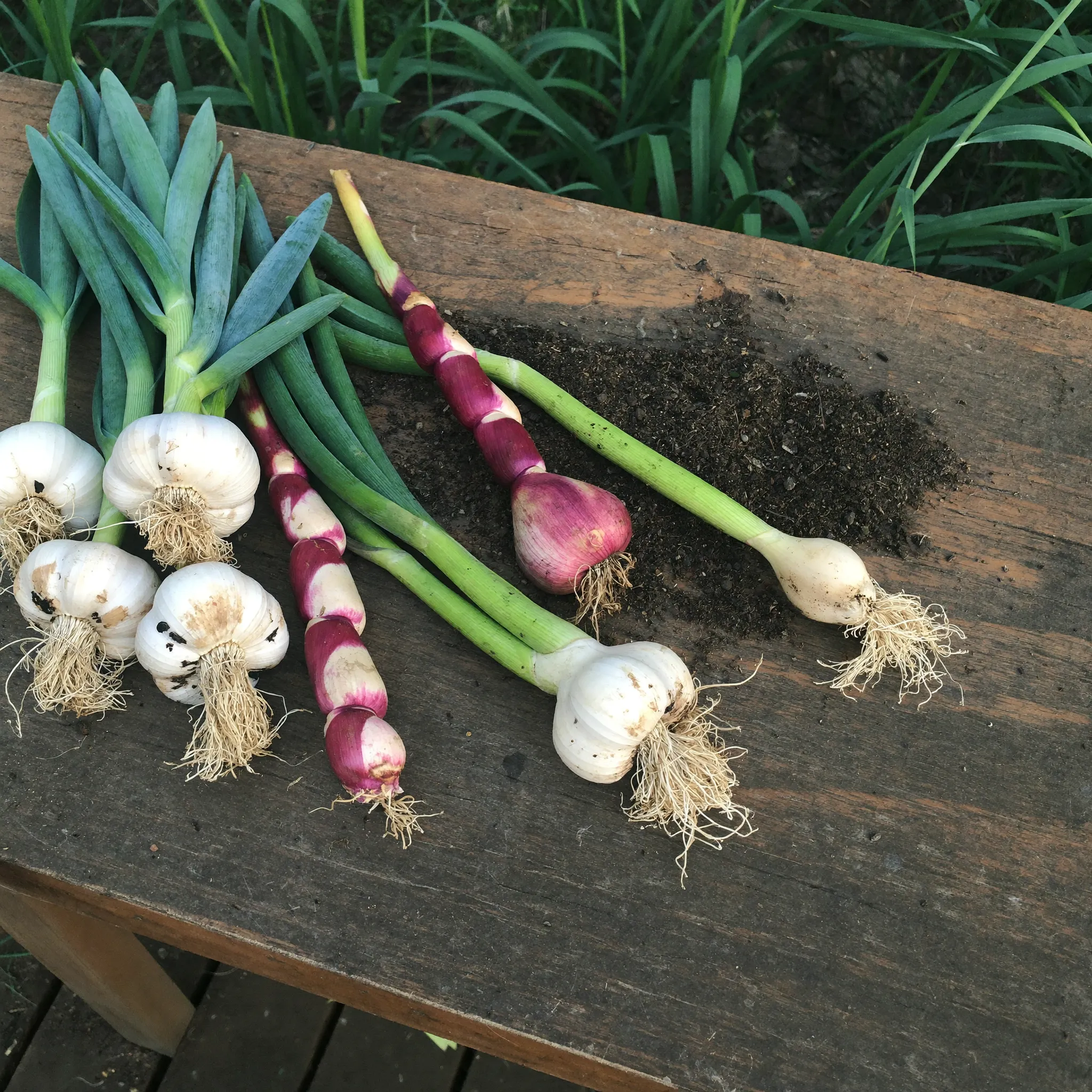 Garlic growing in a garden