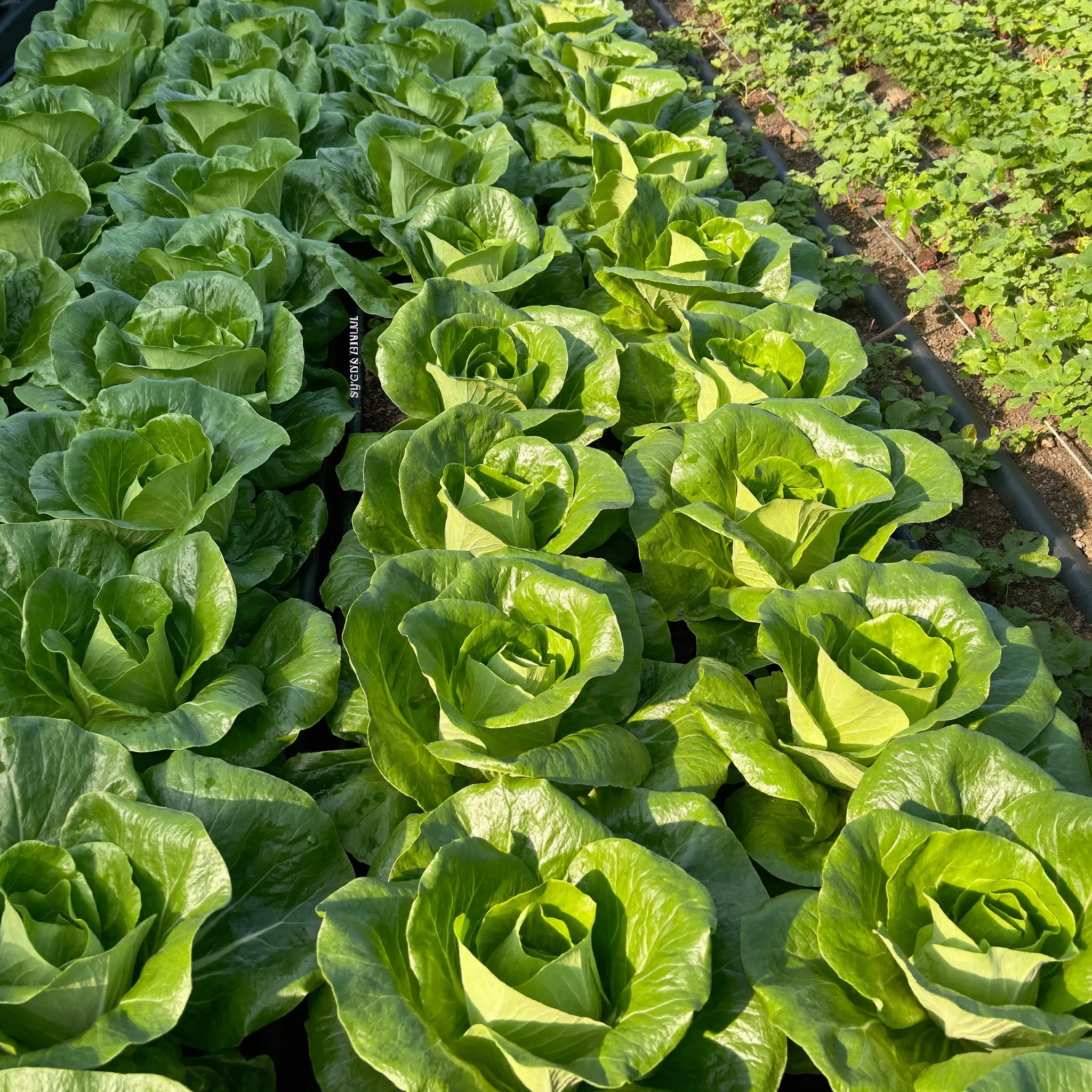 Lettuce growing in a garden