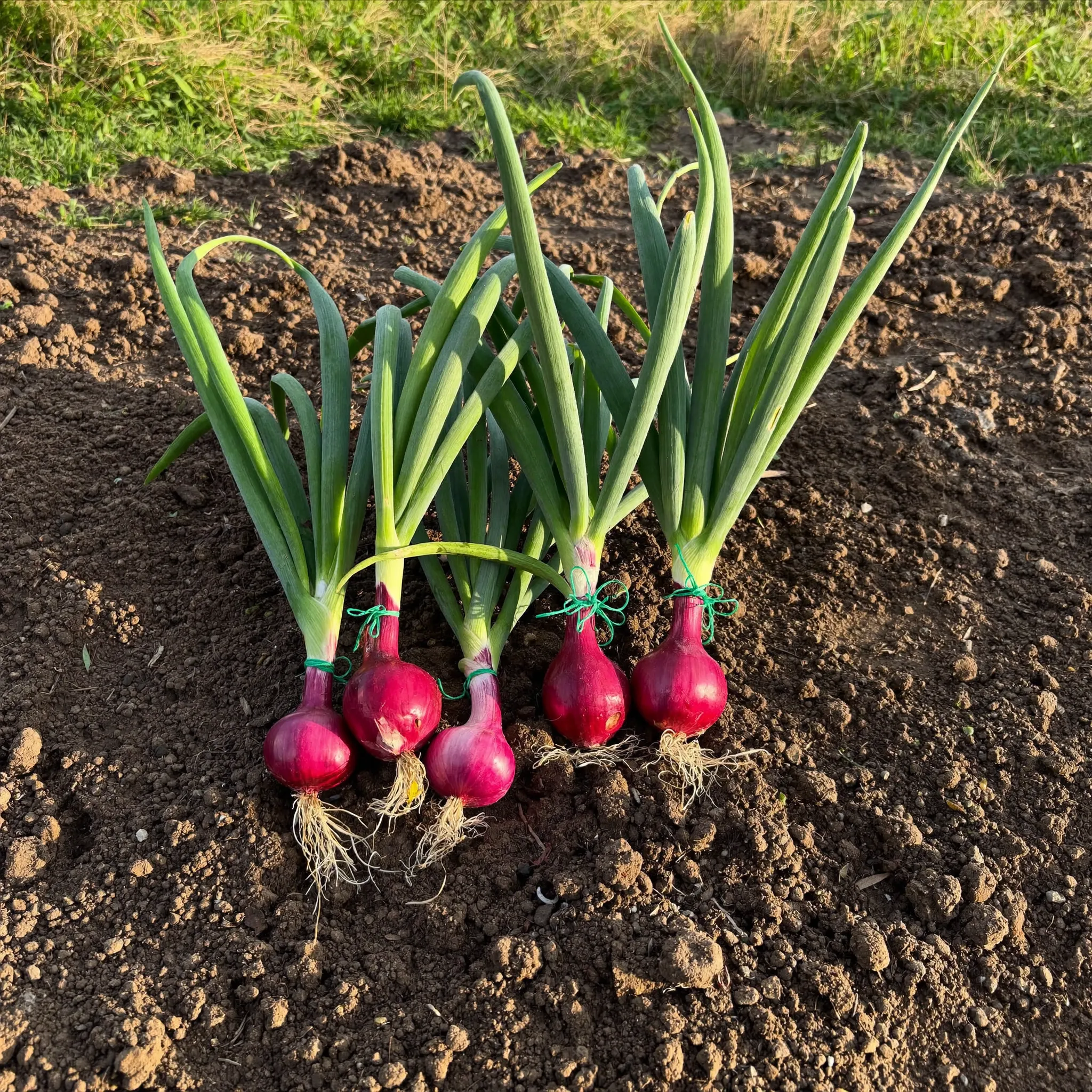 Onions growing in a garden