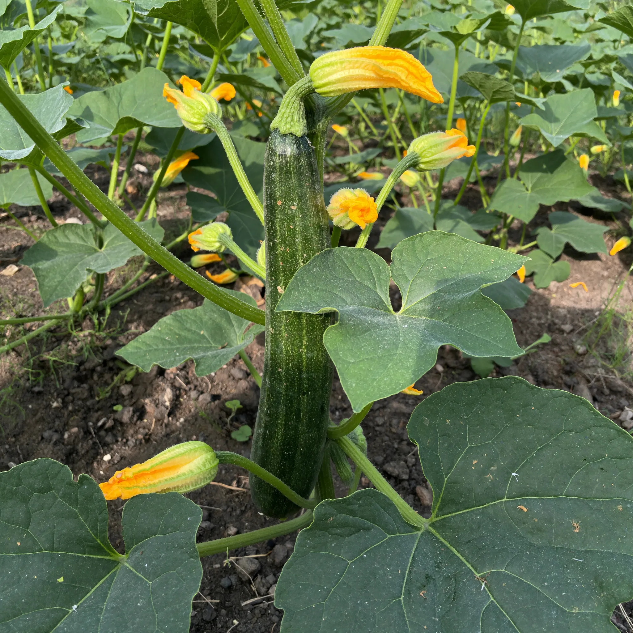 Zucchini growing in a garden